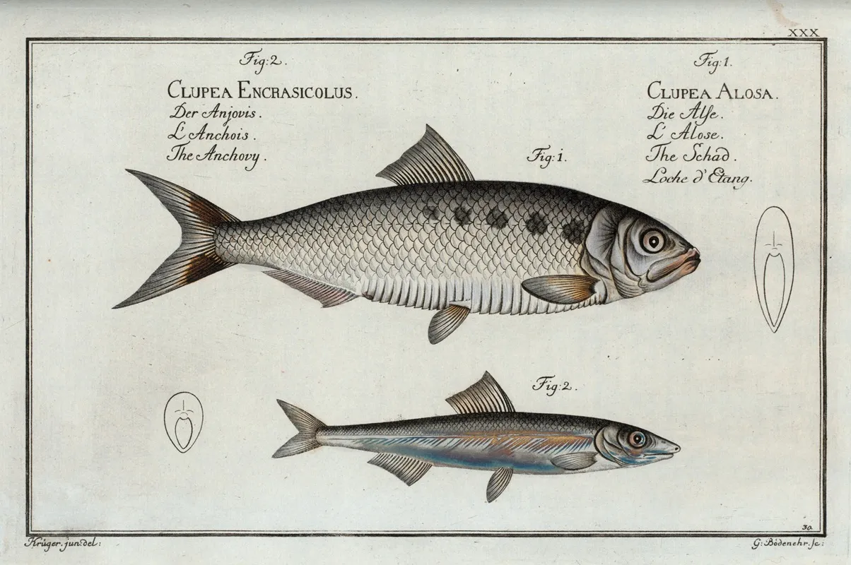 1 Clupea Alosa The Schad 2 Clupea Encrasicolus The Anchovy Wall Art by Marcus Elieser Bloch - High-Resolution Digital Print