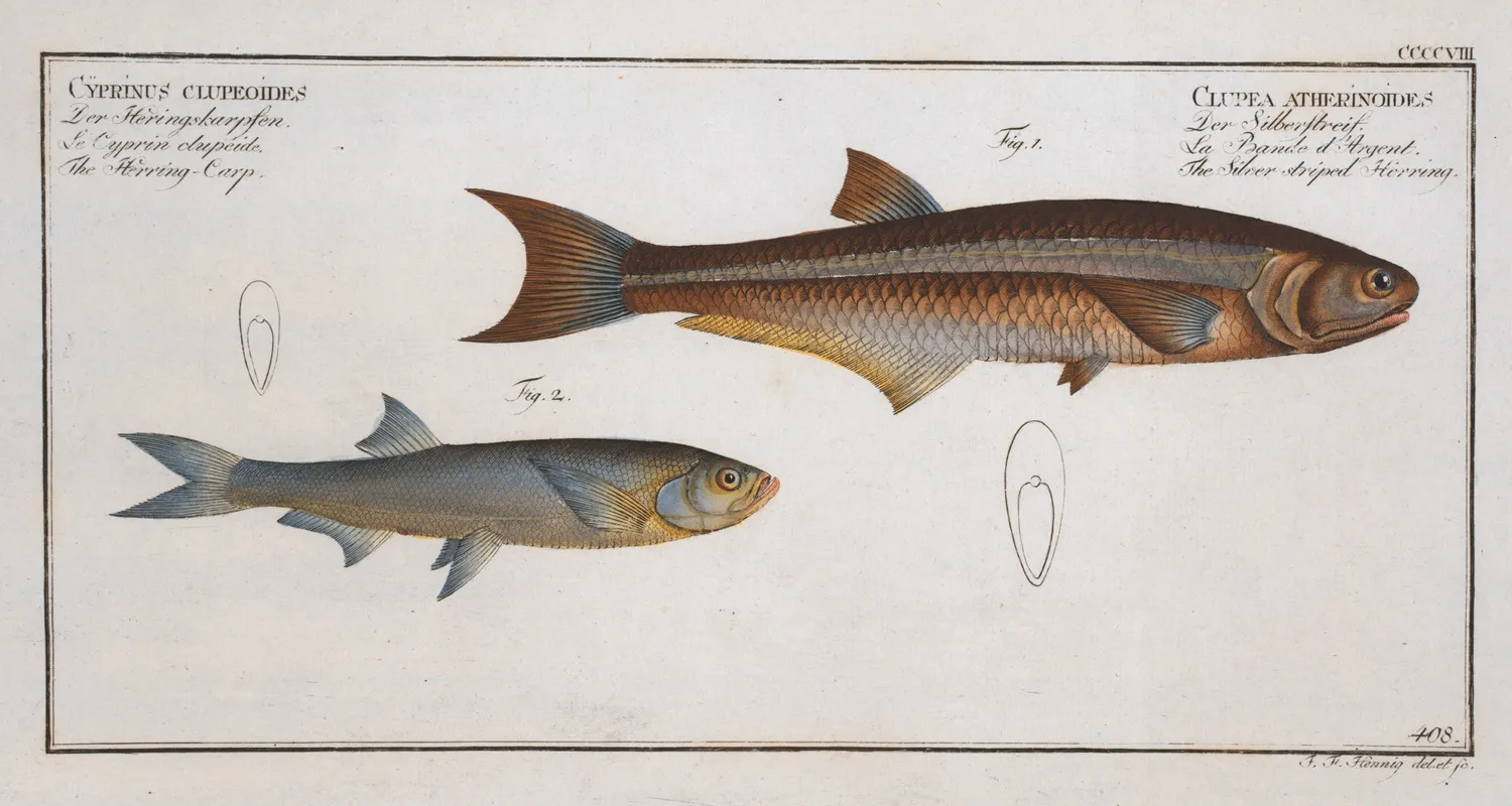 1 Clupea Atherinoides The Silver Striped Herring 2 Cyprinus Clupeoides The Herring Carp Wall Art by Marcus Elieser Bloch - High-Resolution Digital Print