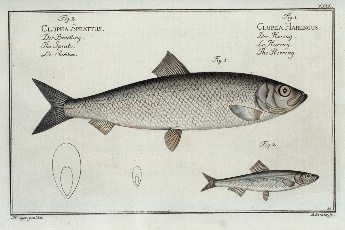 1 Clupea Harengus The Herring 2 Clupea Sprattus The Sprat Wall Art by Marcus Elieser Bloch - High-Resolution Digital Print
