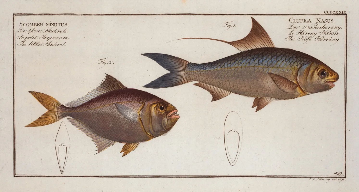 1 Clupea Nasus The Nose Herring 2 Scomber Minutus The Little Mackrel Wall Art by Marcus Elieser Bloch - High-Resolution Digital Print
