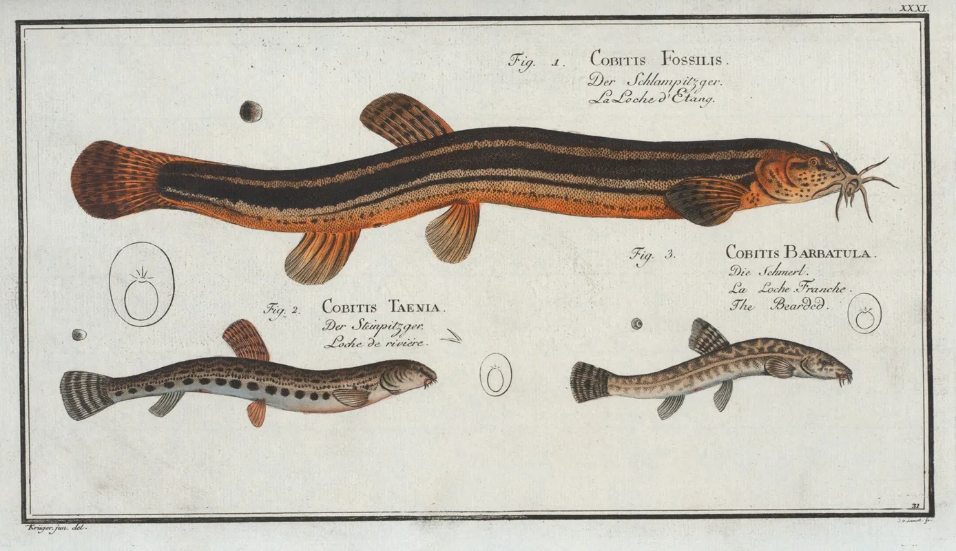 1 Cobitis Fossilis The Muddy Loach 2 Cobitis Taenia The Ribban Loach 3 Cobitis Bartula The Bearded Loach Wall Art by Marcus Elieser Bloch - High-Resolution Digital Print