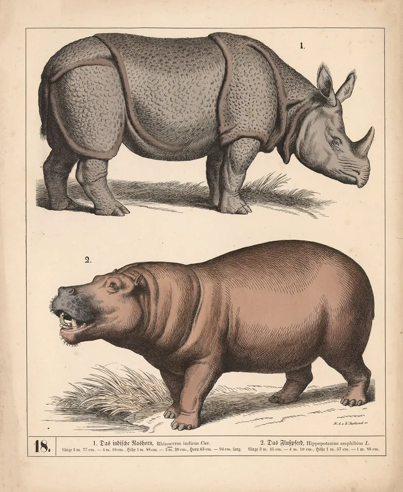 1 Das Indische Nashorn 2 Das Flusspferd 2
