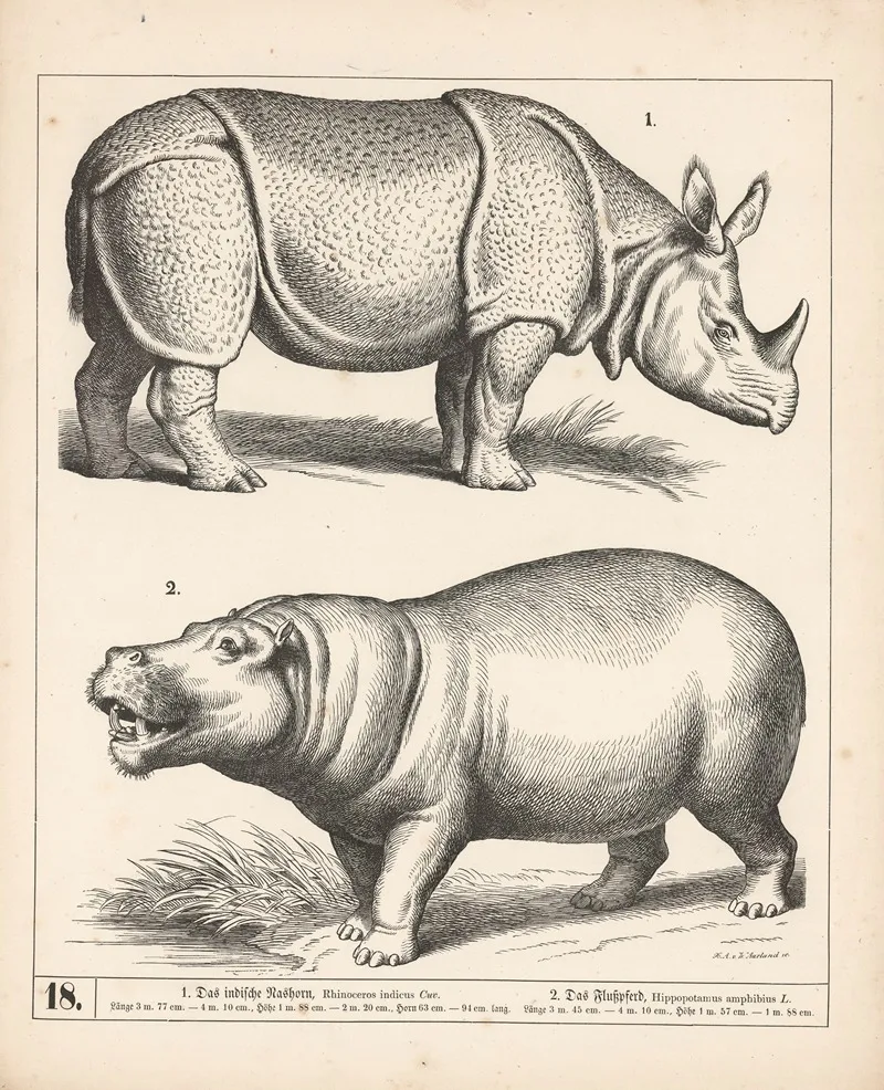 1 Das Indische Nashorn 2 Das Flusspferd