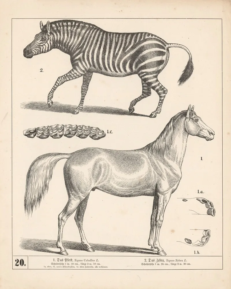 1 Das Pferd 2 Das Zebra 2