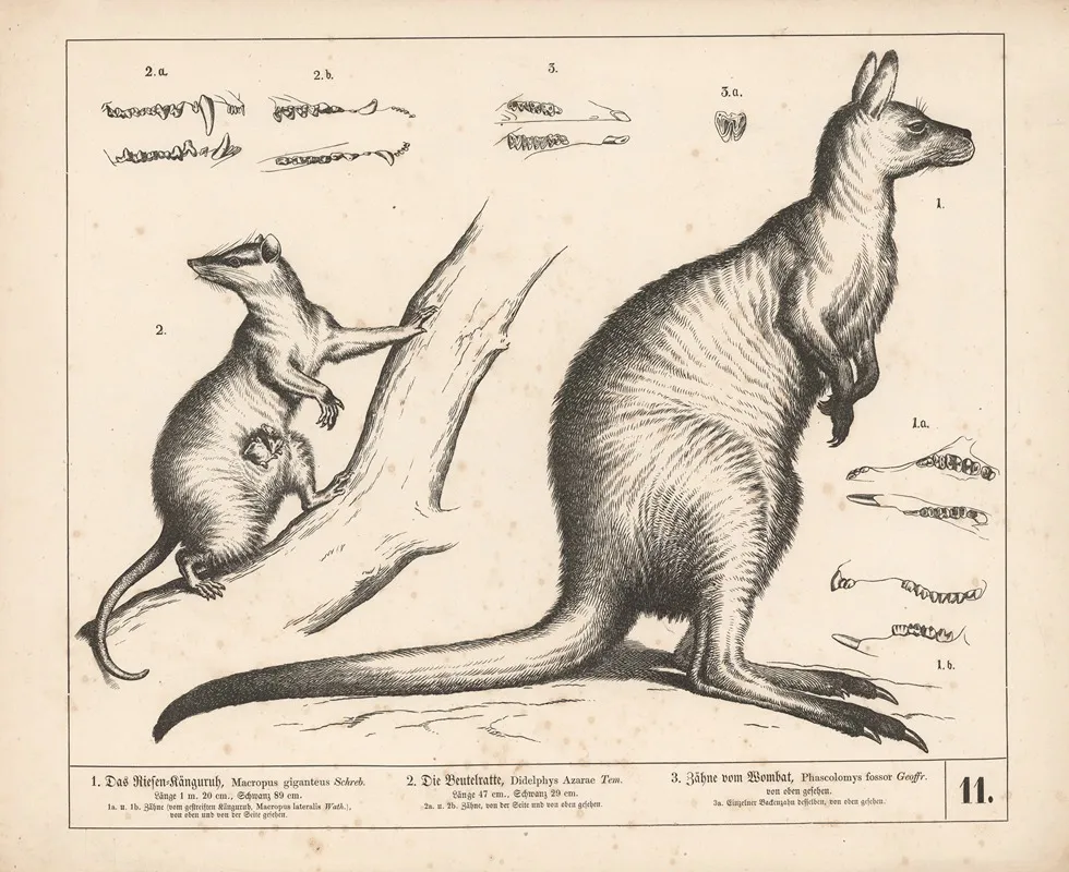 1 Das Riesen Kanguruh 2 Die Beutelratte 3 Zahne Vom Wombat 2