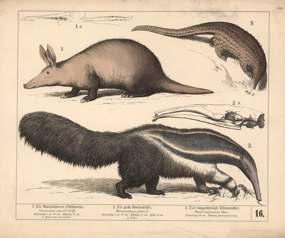 1 Der Ameisenscharrer Erdschwein 2 Der Grosse Ameisenfresser 3 Das Langgeschwanzte Schuppenthier 2