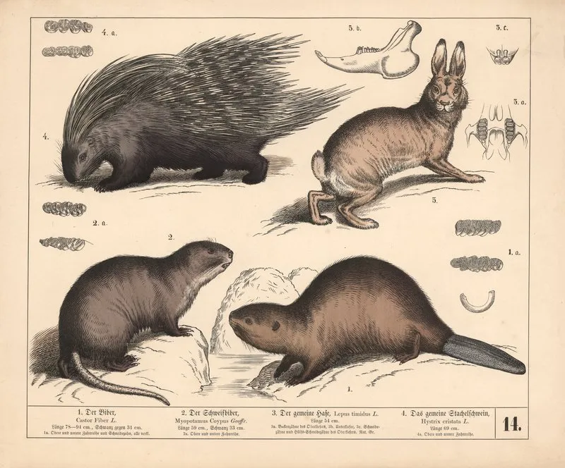 1 Der Biber 2 Der Schweifbiber 3 Der Gemeine Hase 4 Das Gemeine Stachelschwein 2