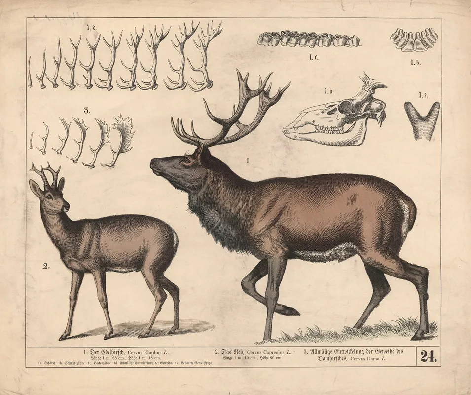 1 Der Edelhirsch 2 Das Reh 3 Allmalige Entwickelung Der Geweihe Des Damhirsches 2