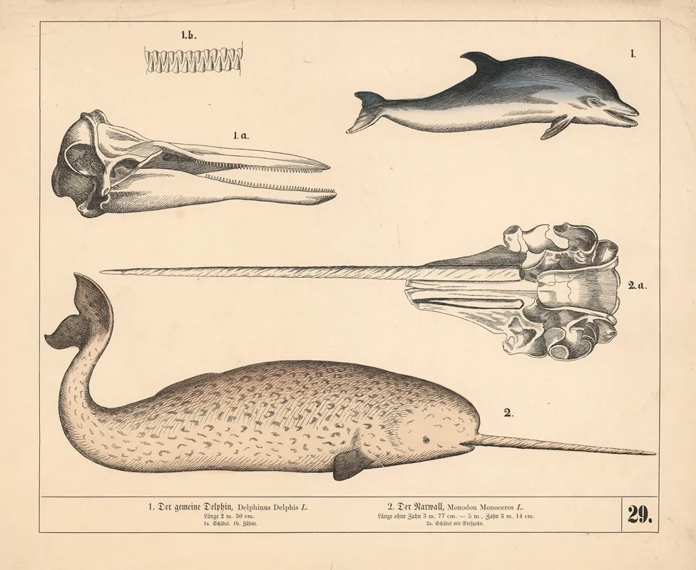 1 Der Gemeine Delphin 2 Der Narwall 2