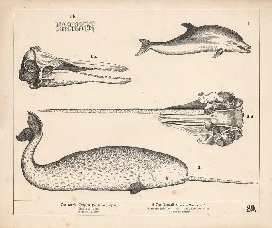 1 Der Gemeine Delphin 2 Der Narwall