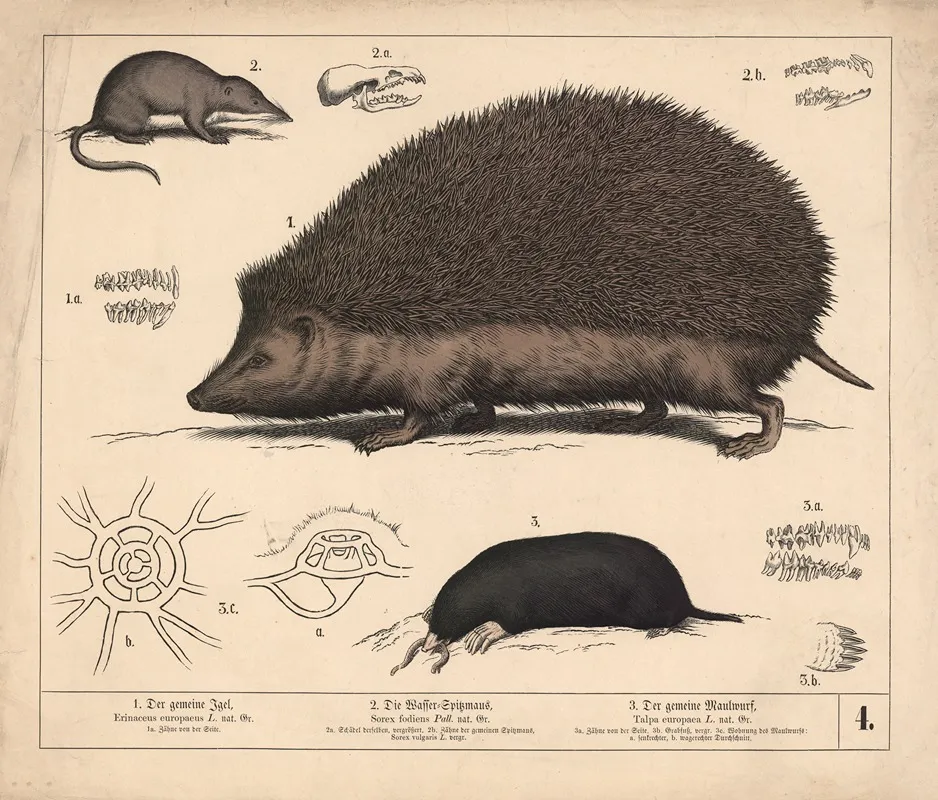 1 Der Gemeine Igel 2 Die Wasser Spitzmaus 3 Der Gemeine Maulwurf 2