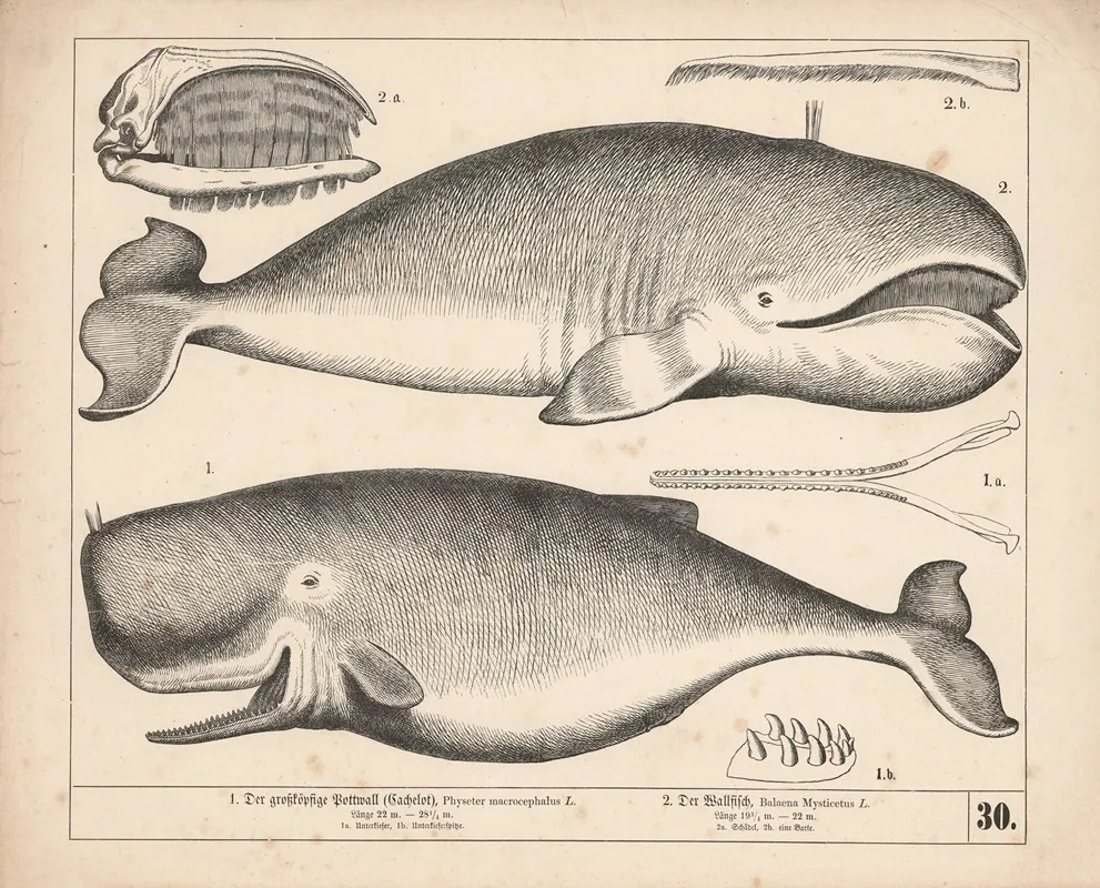 1 Der Grosskopfige Pottwall Cachelot 2 Der Wallfisch 2