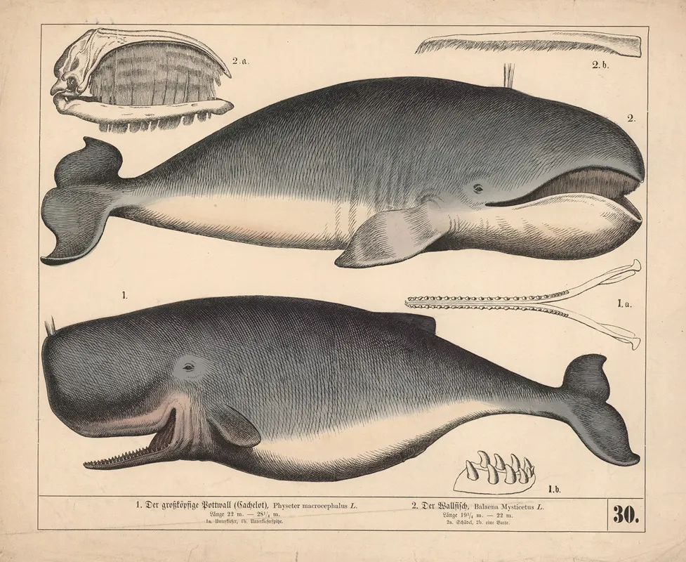 1 Der Grosskopfige Pottwall Cachelot 2 Der Wallfisch