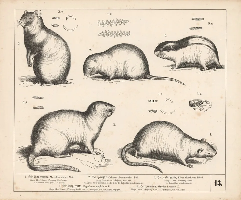 1 Die Wanderratte 2 Der Hamster 3 Die Ziebeth Ratte 4 Die Wasserratte 5 Der Lemming 2