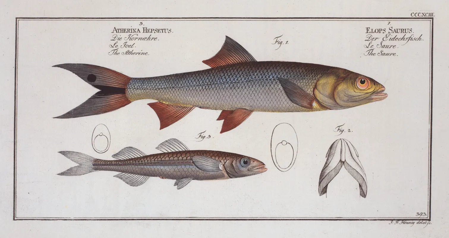 1 Elops Saurus The Saure 3 Atherina Hepsetus The Atherine Wall Art by Marcus Elieser Bloch - High-Resolution Digital Print
