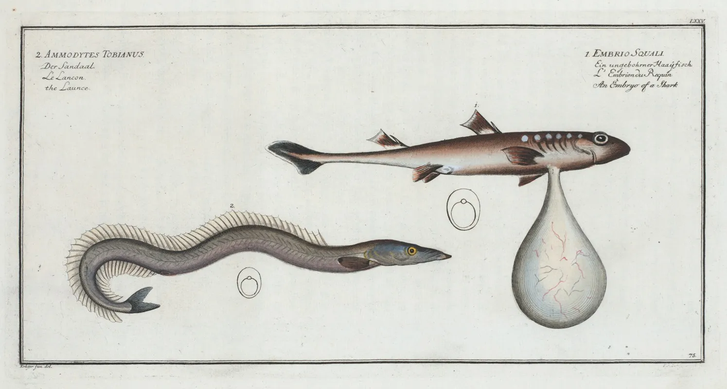 1 Embrio Squali An Embryo Of A Shark 2 Ammodytes Tobianus The Launce Wall Art by Marcus Elieser Bloch - High-Resolution Digital Print