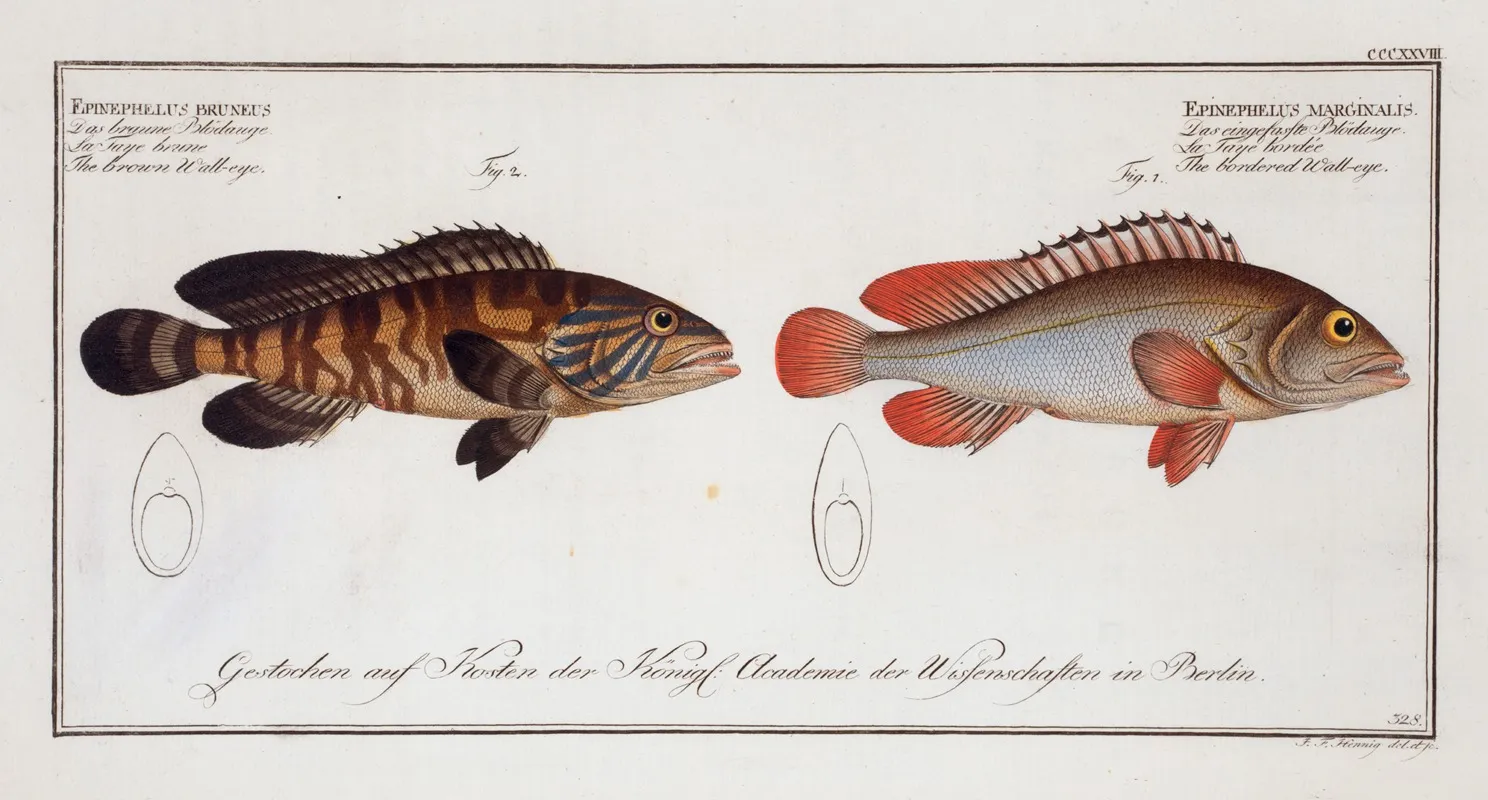 1 Epinephelus Marginalis The Bordered Wall Eye 2 Epinephelus Bruneus The Brown Wall Eye Wall Art by Marcus Elieser Bloch - High-Resolution Digital Print