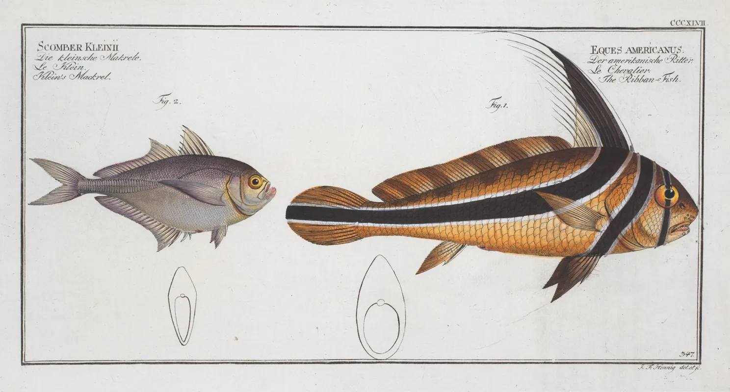 1 Eques Americanus The Ribban Fish 2 Scomber Kleinii Kleins Mackrel Wall Art by Marcus Elieser Bloch - High-Resolution Digital Print