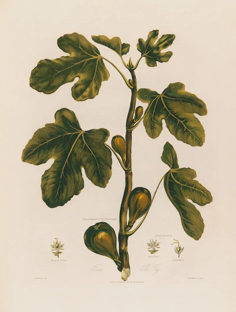 1 Ficus The Fig Wall Art by Robert John Thornton - High-Resolution Digital Print