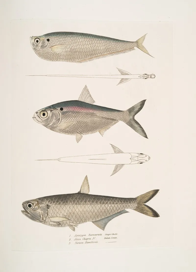 1 Finless Ramcarata Apterygia Ramacarata 2 Chapra Shad Alosa Chapra 3 Dr Hamiltons Long Jawed Herring Thrissa Hamiltonii