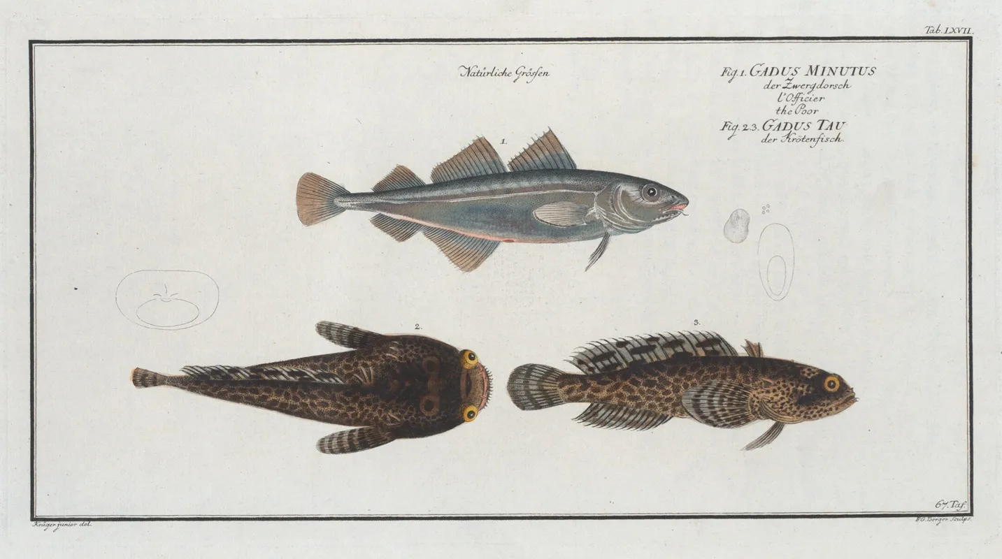 1 Gadus Minutus The Poor 2 3 Gadus Tau The Toald Fish Wall Art by Marcus Elieser Bloch - High-Resolution Digital Print