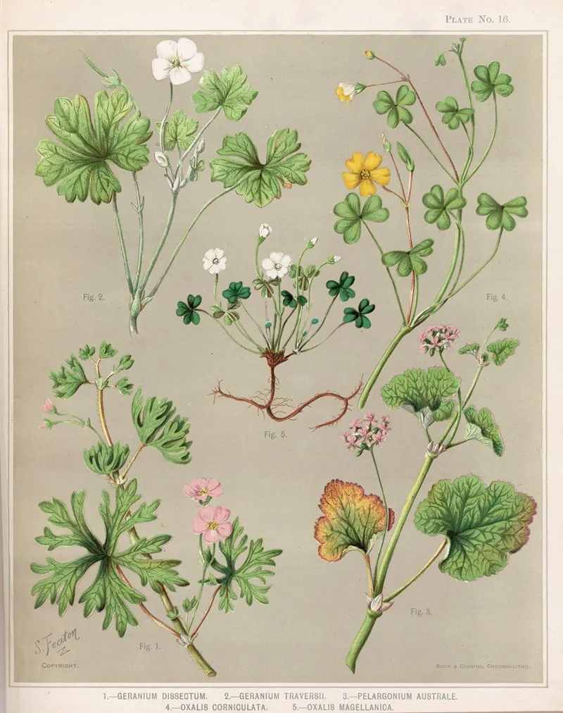 1 Geranium Dissectum 2 Geranium Traversii 3 Pelargonium Australe 4 Oxalis Corniculata 5 Oxalis Magellanica Plate 16 Wall Art by Sarah Featon - High-Resolution Digital Print