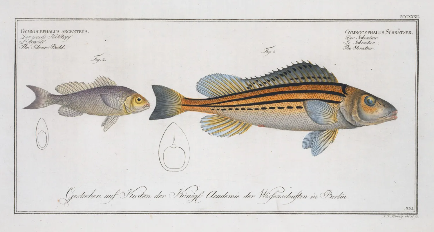 1 Gymnocephalus Schratser The Schratser 2 Gymnocephalus Argenteus The Siver Bald Wall Art by Marcus Elieser Bloch - High-Resolution Digital Print
