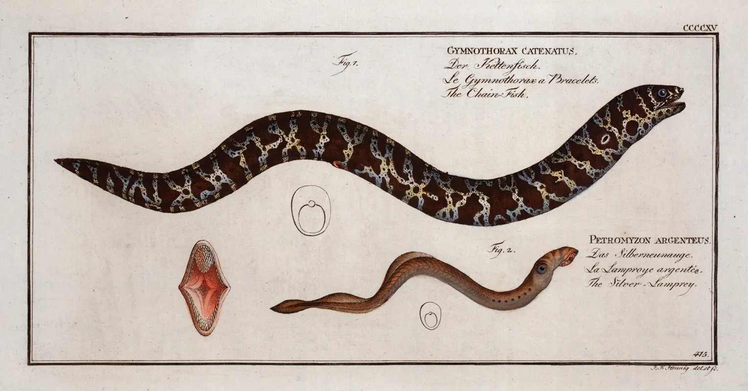 1 Gymnothorax Catenatus The Chain Fish 2 Petromyzon Agrenteus The Silver Lamprey Wall Art by Marcus Elieser Bloch - High-Resolution Digital Print
