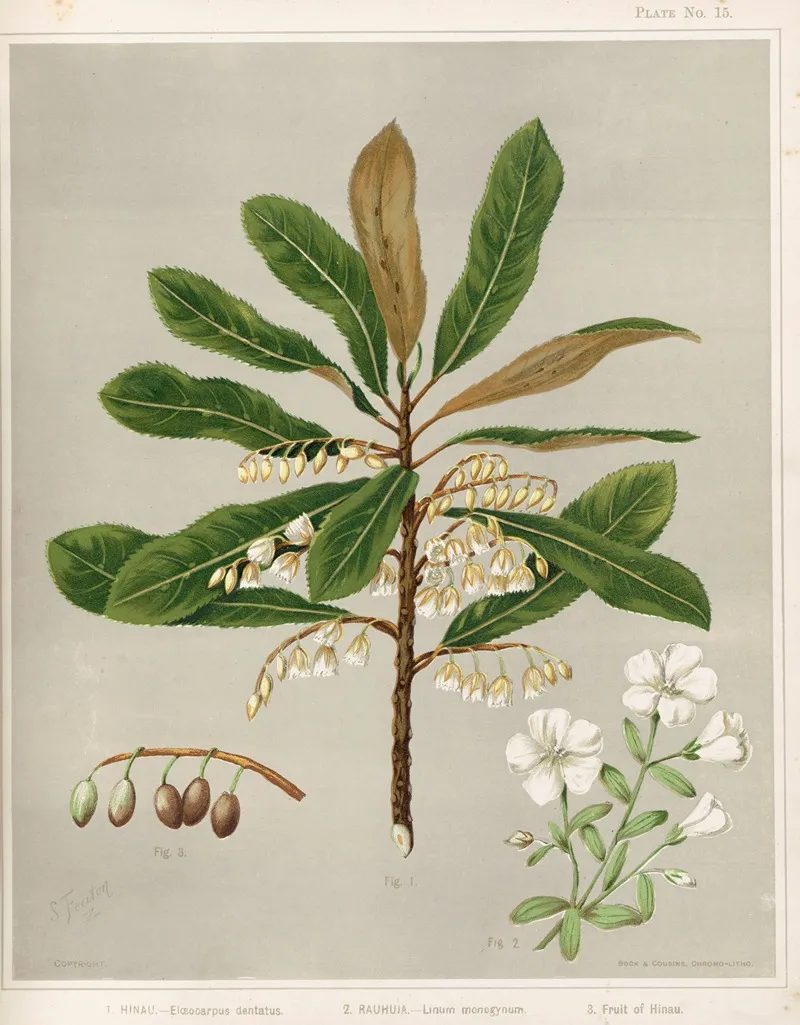 1 Hinau Elaeocarpus Dentatus 2 Rauhuia Linum Monogynum 3 Fruit Of Hinau Plate 15 Wall Art by Sarah Featon - High-Resolution Digital Print