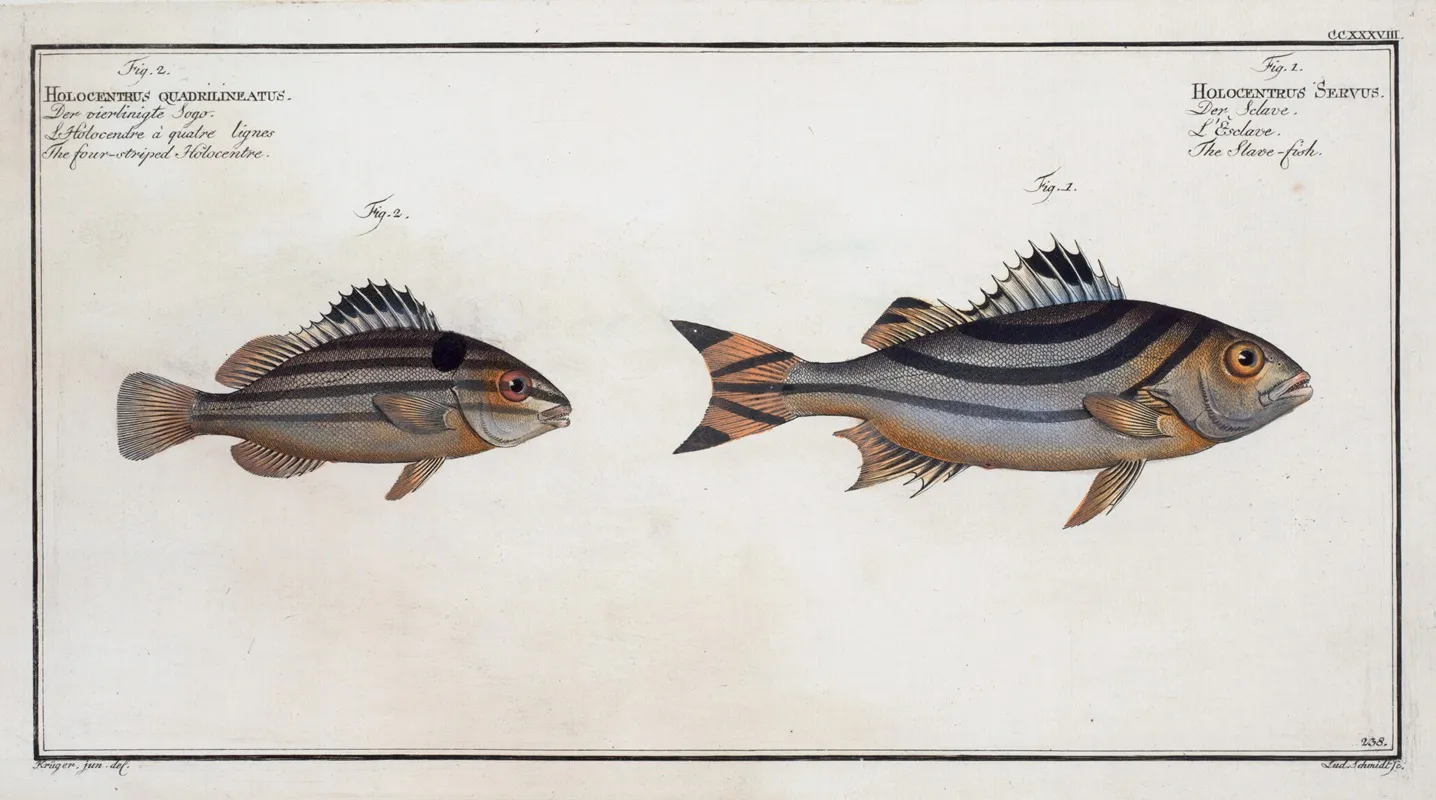 1 Holocentrus Servus The Slave Fish 2 Holocentrus Quadrilineatus The Four Striped Holocentre Wall Art by Marcus Elieser Bloch - High-Resolution Digital Print