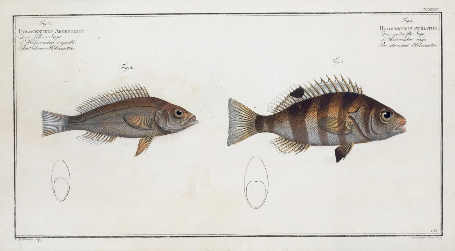1 Hoocentrus Striatus The Streaked Holocentre 2 Holocentrus Argentinus The Silver Holocentre Wall Art by Marcus Elieser Bloch - High-Resolution Digital Print