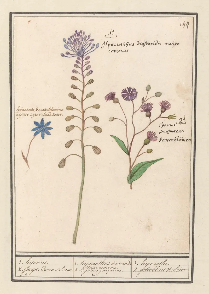 1 Hyacinthus Dioscoridis Major Comosus Wall Art by Anselmus Boëtius de Boodt - High-Resolution Digital Print