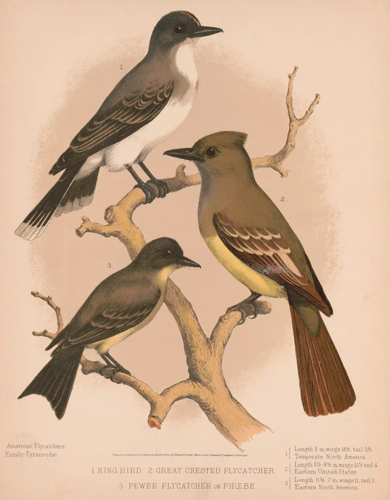 1 King Bird 2 Great Crested Flycatcher 3 Pewee Flycatcher Or Phoebe