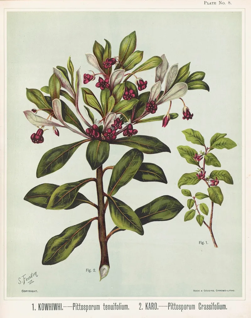 1 Kowhiwhi Pittosporum Tenuifolium 2 Karo Pittosporum Crassifolium Plate 8 Wall Art by Sarah Featon - High-Resolution Digital Print