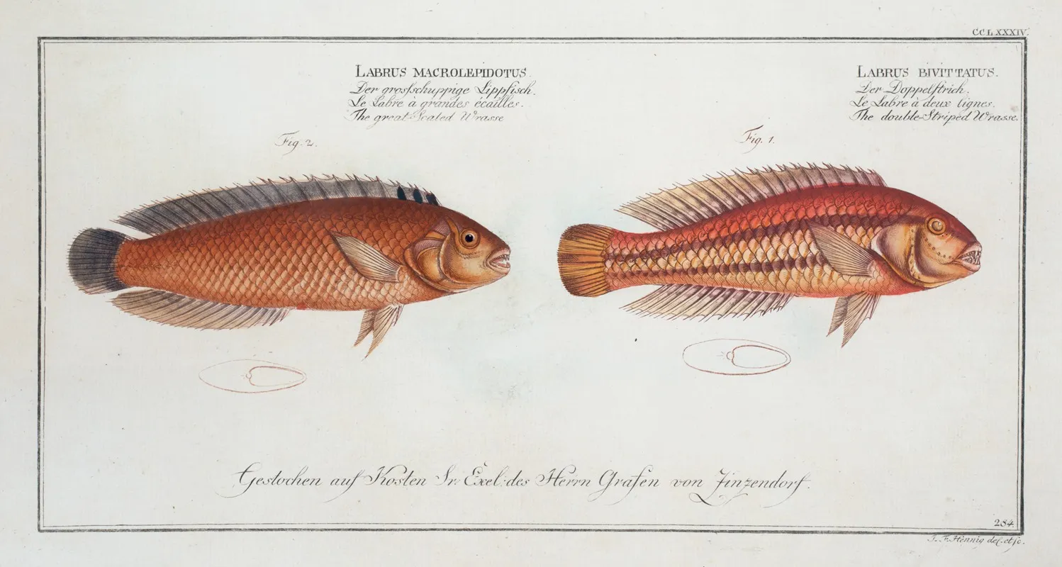 1 Labrus Bivittatus The Double Striped Wrasse 2 Labrus Macrolepidotus The Great Scaled Wrasse Wall Art by Marcus Elieser Bloch - High-Resolution Digital Print