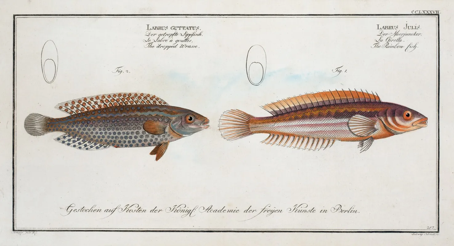 1 Labrus Julis The Rainbow Fish 2 Labrus Guttatus The Dropped Wrasse Wall Art by Marcus Elieser Bloch - High-Resolution Digital Print