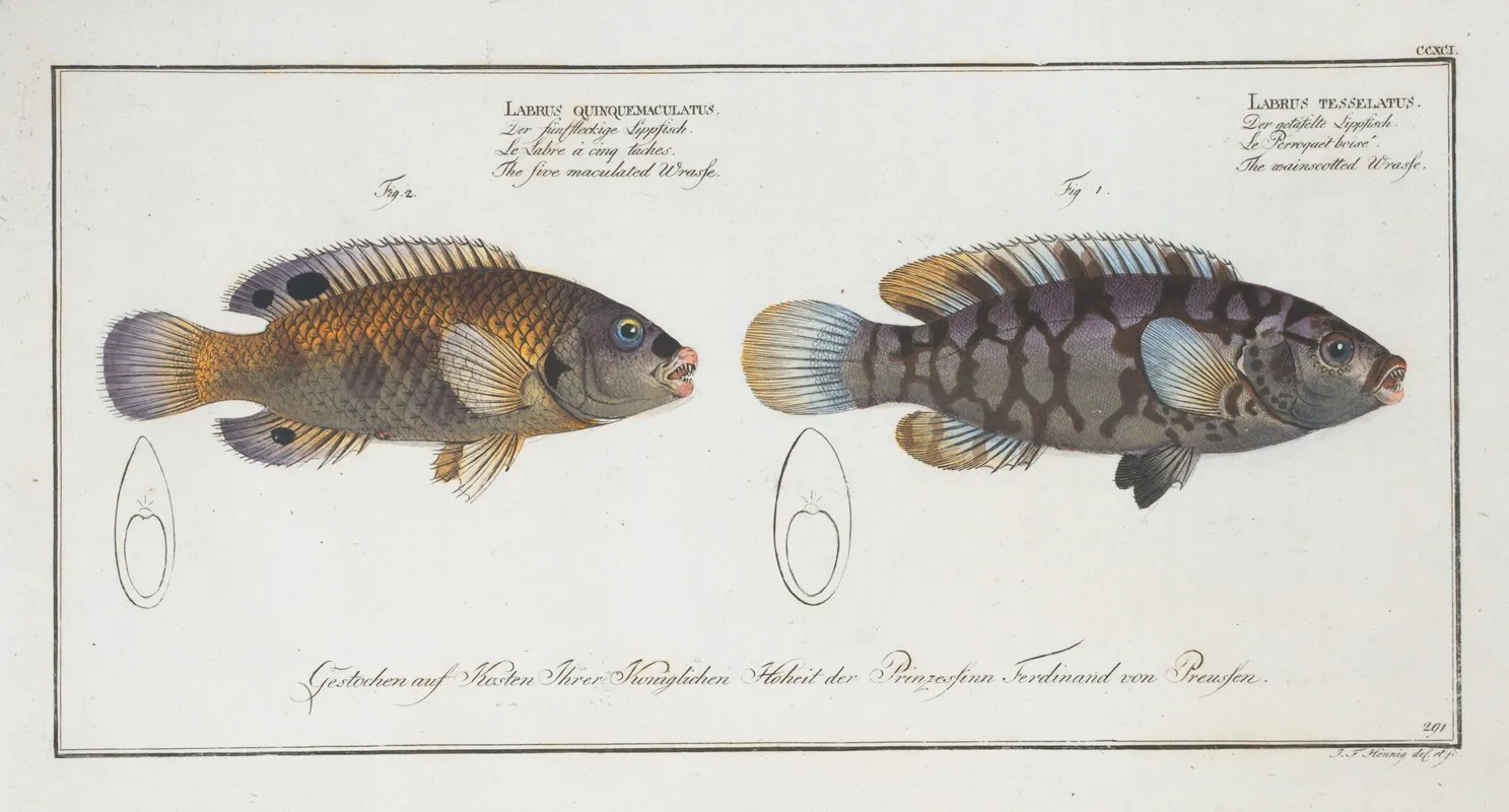 1 Labrus Tesselatus The Wainscotted Wrasse 2 Labrus Quinquemaculatusthe Five Maculated Wrasse Wall Art by Marcus Elieser Bloch - High-Resolution Digital Print