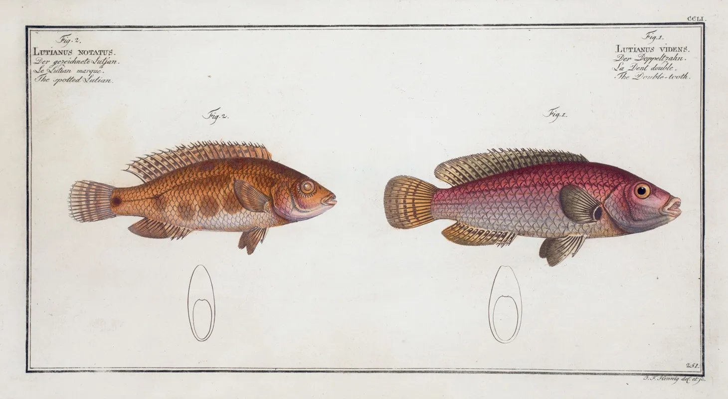 1 Lutianus Videns The Double Tooth 2 Lutianus Notatus The Spotted Lutian Wall Art by Marcus Elieser Bloch - High-Resolution Digital Print