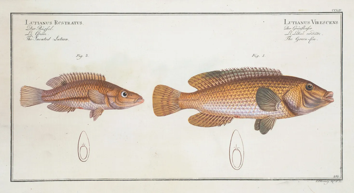 1 Lutianus Virescens The Green Fin 2 Lutianus Rcstratusrostratus The Snouted Lutian Wall Art by Marcus Elieser Bloch - High-Resolution Digital Print