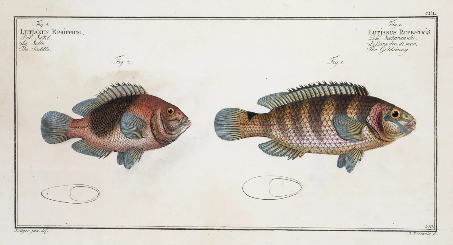 1 Lutjanus Rupestris The Goldsinny 2 Lutjanus Ephippium The Saddle Wall Art by Marcus Elieser Bloch - High-Resolution Digital Print