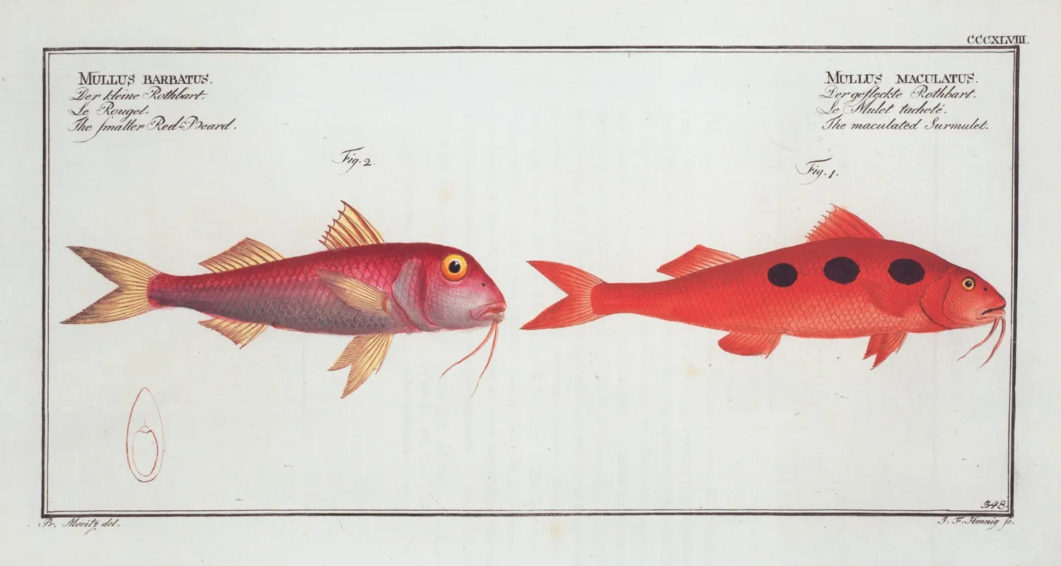 1 Mullus Maculatus The Maculated Surmulet 2 Mullus Barbatus The Smaller Red Beard Wall Art by Marcus Elieser Bloch - High-Resolution Digital Print