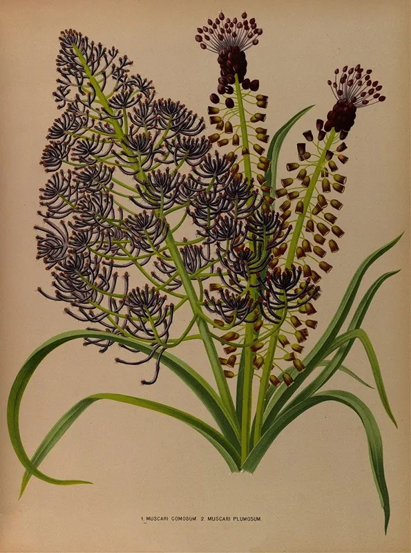 1 Muscari Comosum 2 Muscari Plumosum Wall Art by Arentina Hendrica Arendsen - High-Resolution Digital Print