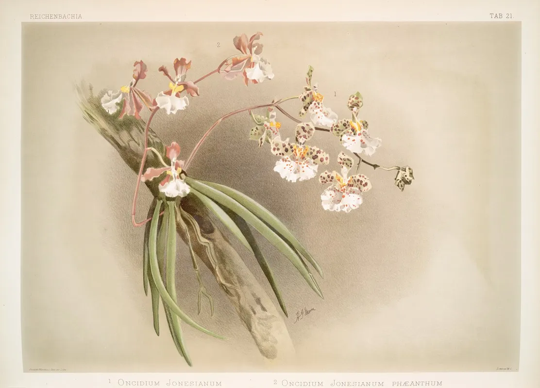 1 Oncidium Jonesianum 2 Oncidium Jonesianum Haeanthum Wall Art by Frederick Sander - High-Resolution Digital Print