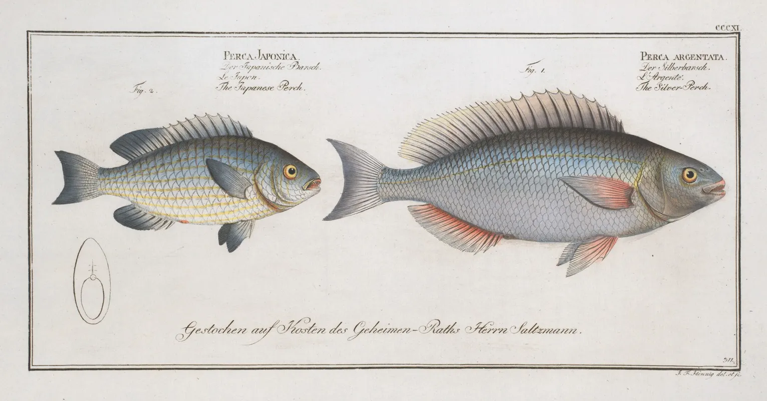 1 Perca Argentata The Silver Perch 2 Perca Japonica The Japanese Perch Wall Art by Marcus Elieser Bloch - High-Resolution Digital Print