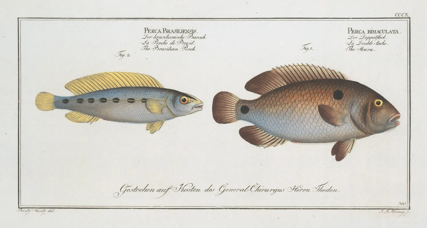 1 Perca Bimaculata The Acara 2 Perca Brasiliensis The Brasilian Perch Wall Art by Marcus Elieser Bloch - High-Resolution Digital Print