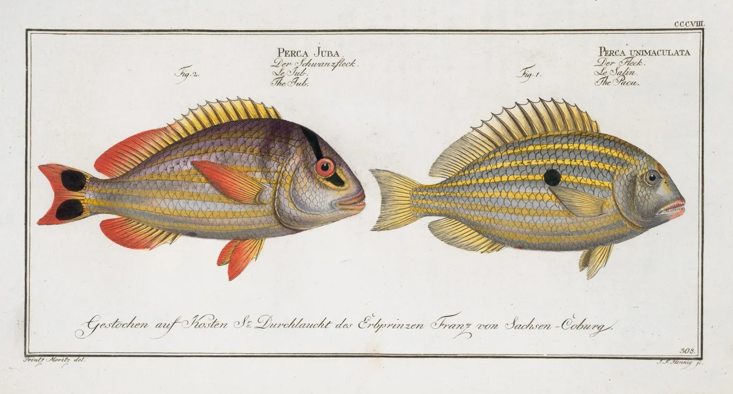 1 Perca Unimaculata The Pacu 2 Perca Juba The Jub Wall Art by Marcus Elieser Bloch - High-Resolution Digital Print