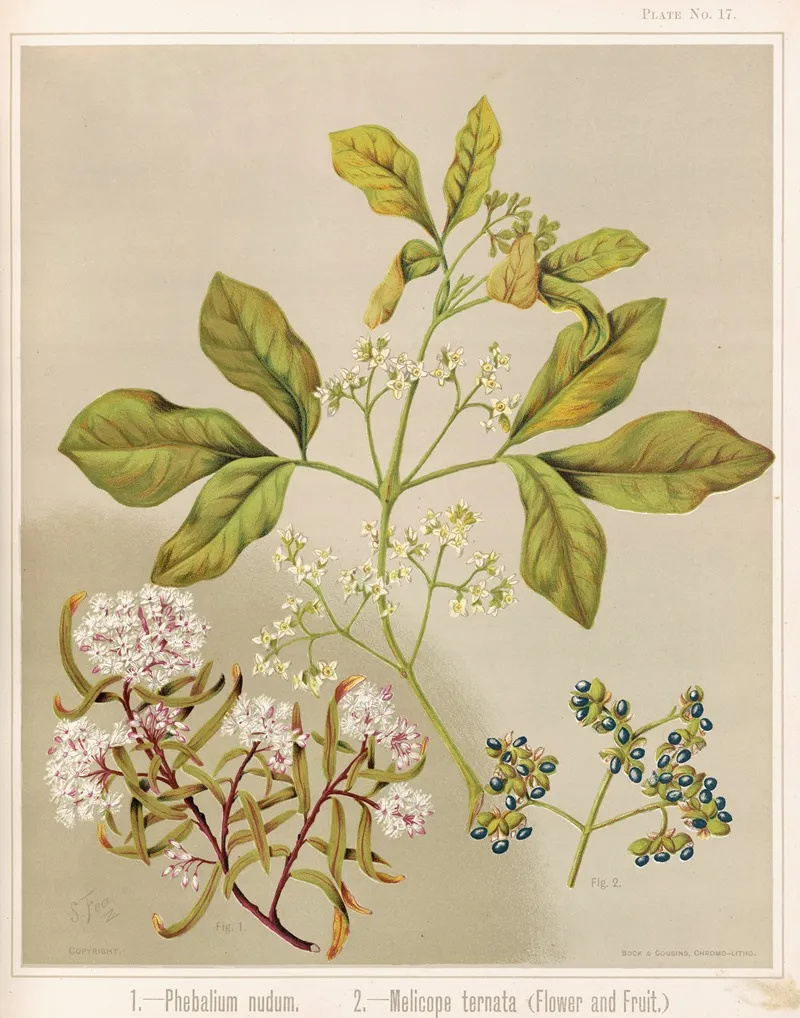 1 Phebalium Nudum 2 Melicope Ternata Flower And Fruit Plate 17 Wall Art by Sarah Featon - High-Resolution Digital Print
