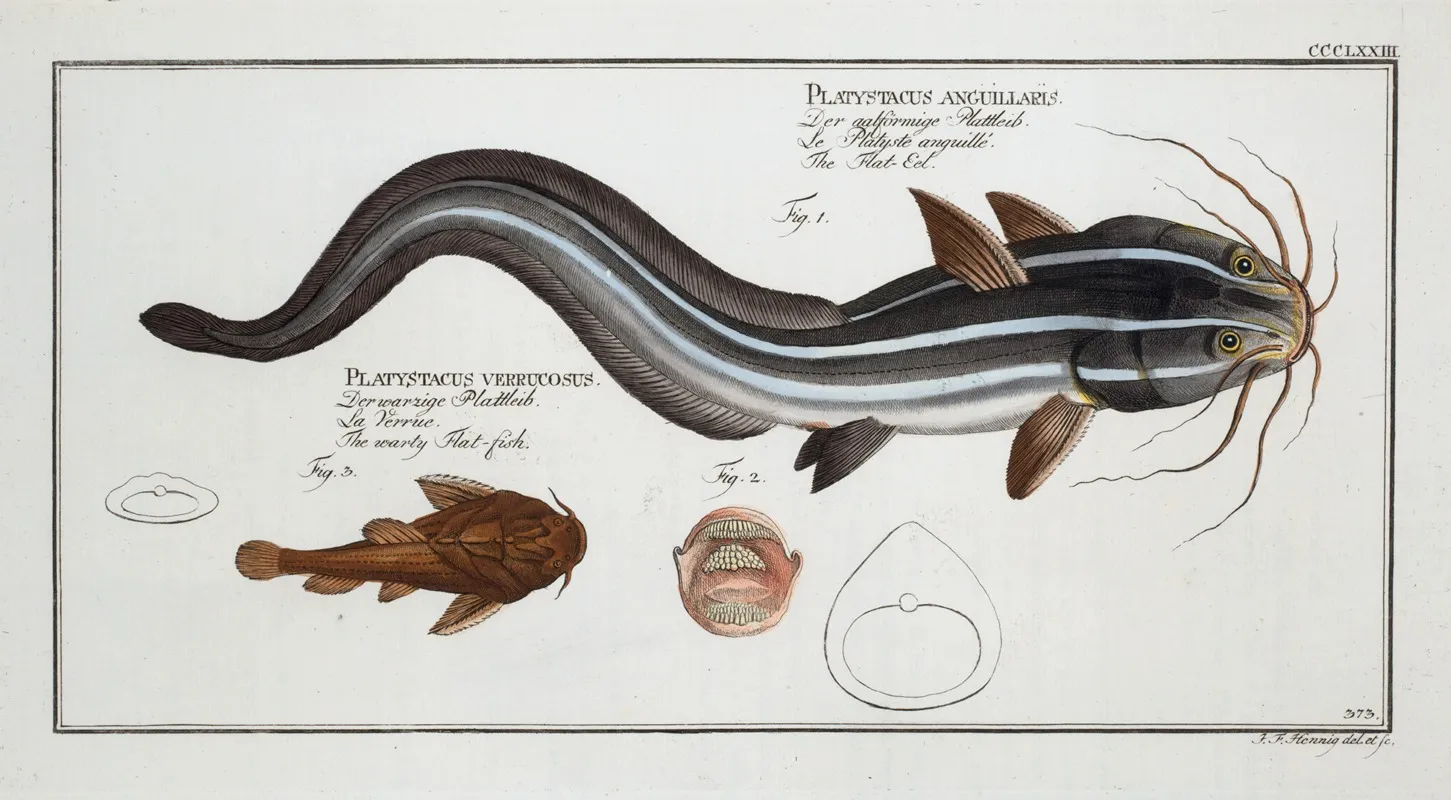 1 Platystacus Angullaris The Flat Eel 2 Platystacus Verrucosus The Warty Flat Fish Wall Art by Marcus Elieser Bloch - High-Resolution Digital Print