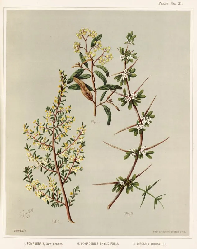 1 Pomaderris New Species 2 Pomaderris Phylicifolia 3 Discaria Toumatou Plate 21 Wall Art by Sarah Featon - High-Resolution Digital Print
