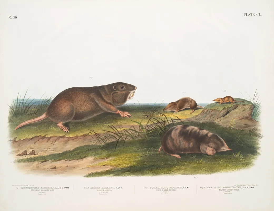 1 Pseudostoma Floridana Southern Pouched Rat 2 Sorex Dekayi Dekays Shrew Wall Art by John Woodhouse Audubon - High-Resolution Digital Print